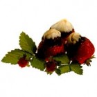 fraises-aux-deux-chocolats